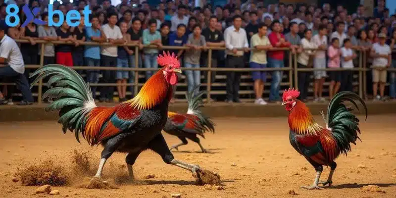 Đá gà trực tiếp - Giải trí kịch tính và đổi đời nhanh chóng 6 Cách thức cá cược đá gà trực tiếp khá đơn giản, dễ hiểu