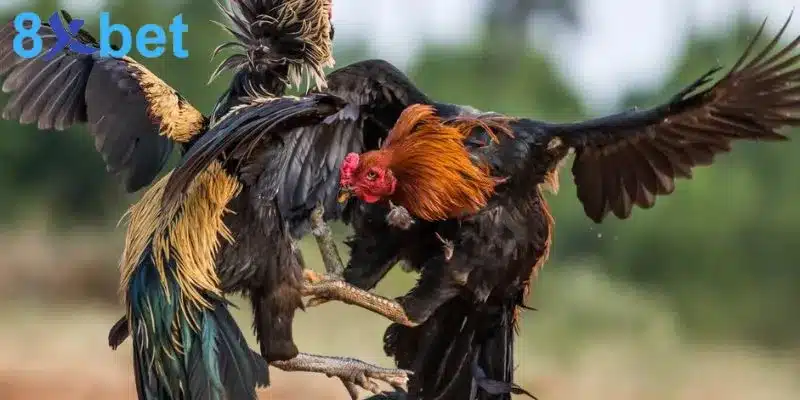 Đá gà trực tiếp - Giải trí kịch tính và đổi đời nhanh chóng 4 Có nhiều thể loại đá gà đa dạng cho anh em lựa chọn