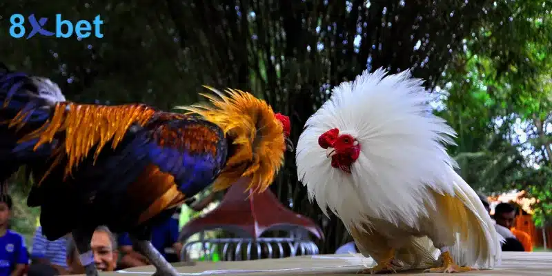 đá gà cựa dao từ philippines nổi bật với chiến kê gắn lưỡi dao sắc bén vào cựa